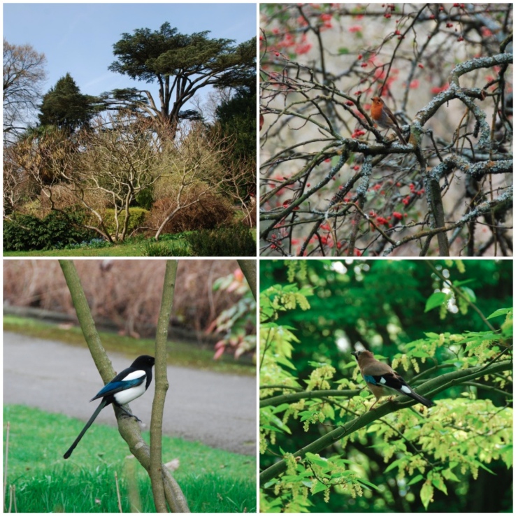 botanical-gardens-birds