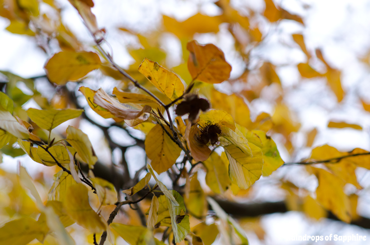 autumn-leaves-buds