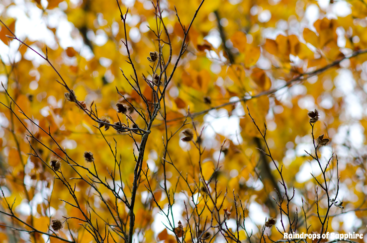 autumn-leaves-fall