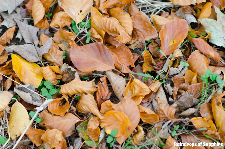 autumn-leaves-ground