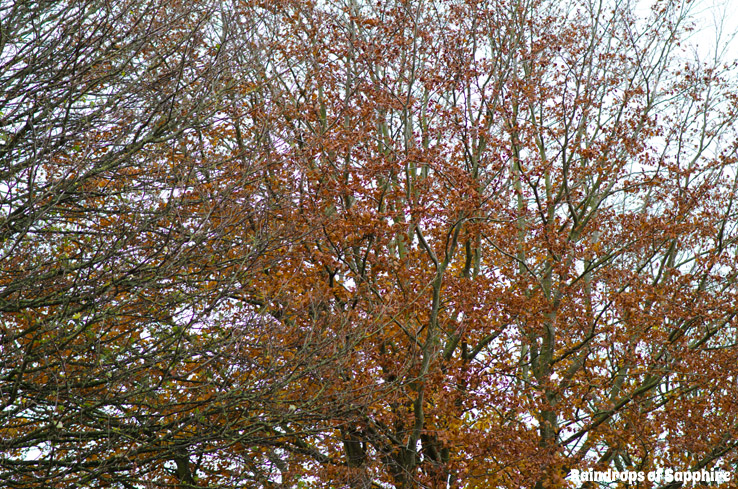 autumn-leaves-orange