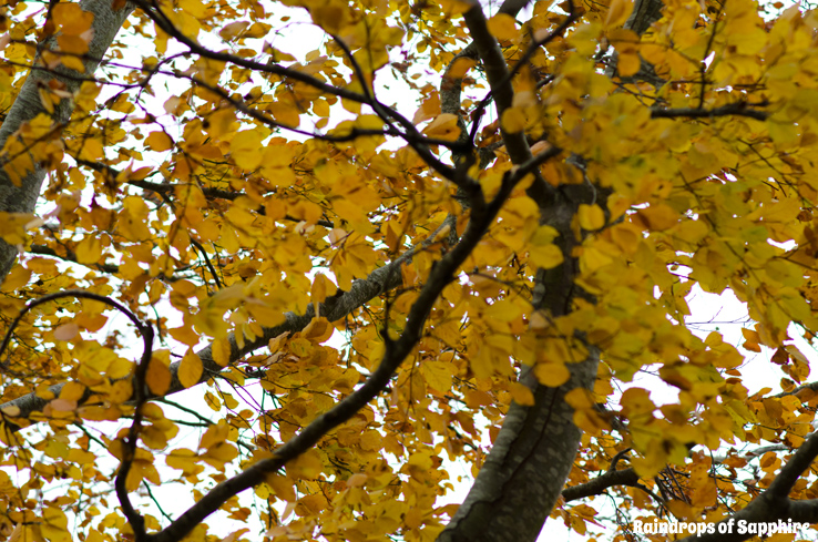 autumn-leaves-trees