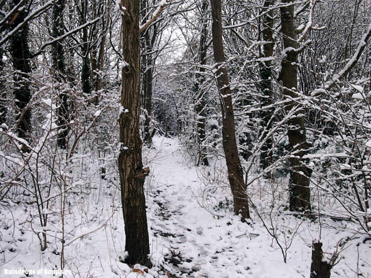 raindrops-of-sapphire-snow-trees