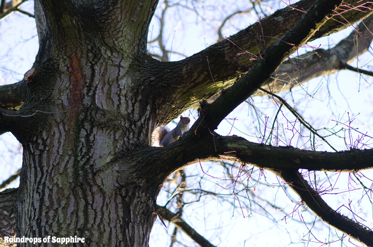 squirrel-grey-park-tree