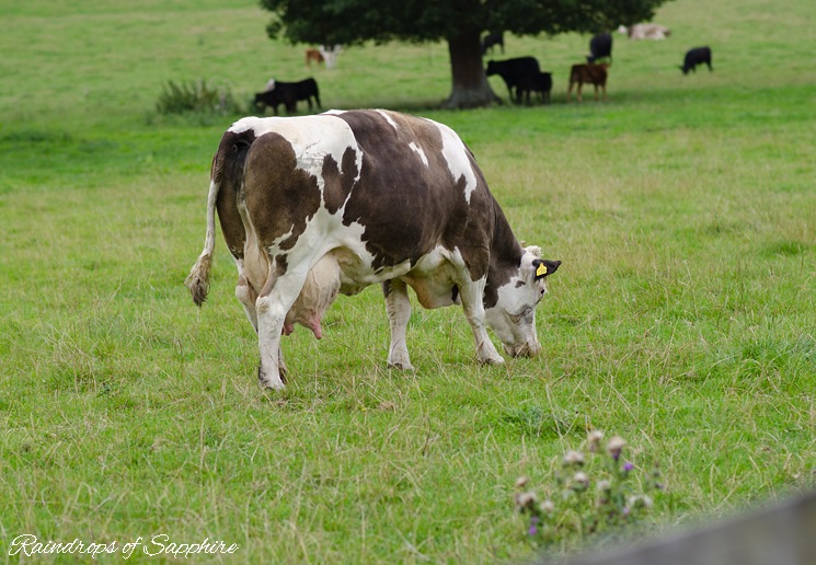 cows-newton-st-loe