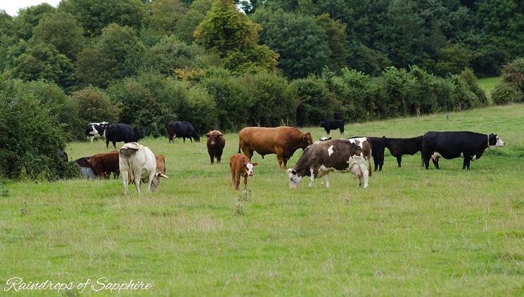field-milk-cows