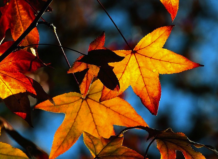 Fall-Leaves-beautiful-Autumn