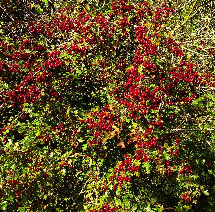 autumn-berries