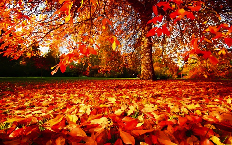 autumn-fall-leaves