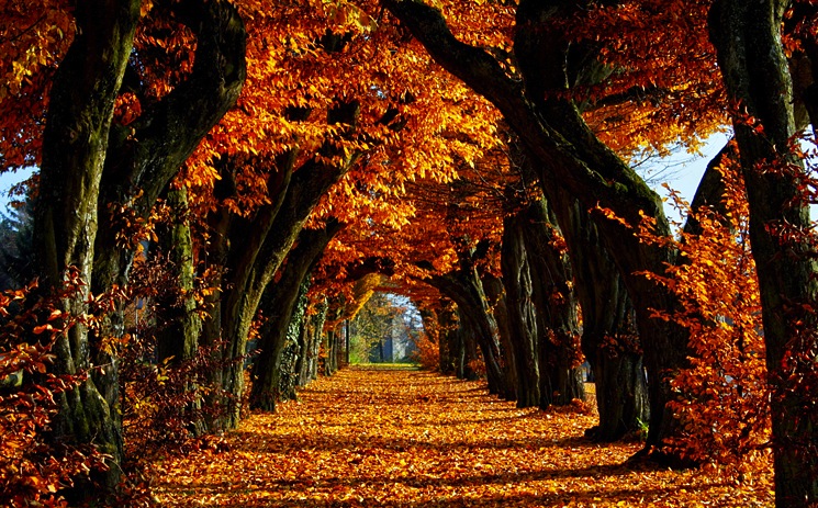 autumn-fall-photo-2