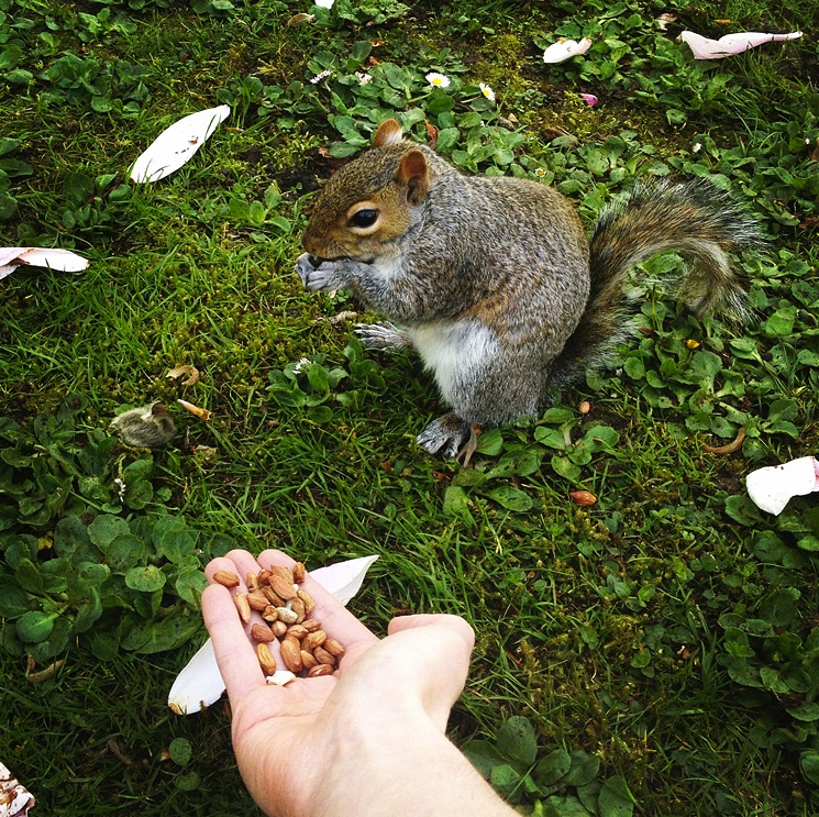 instagram-squirrel
