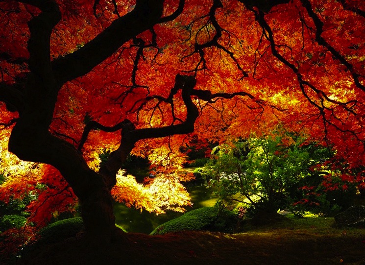red-orange-autumn-fall
