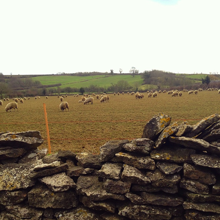 countryside-sheep