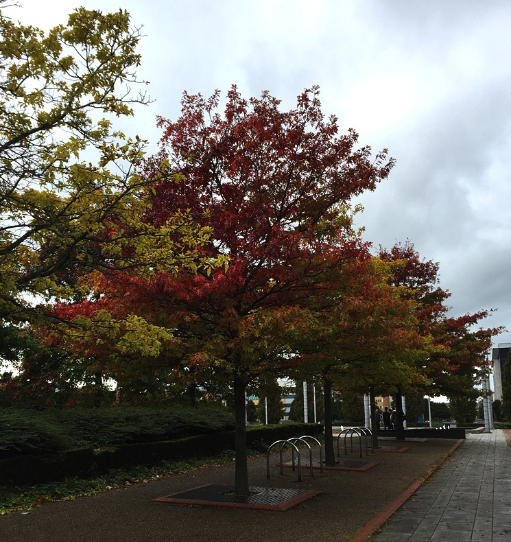 autumn-tree