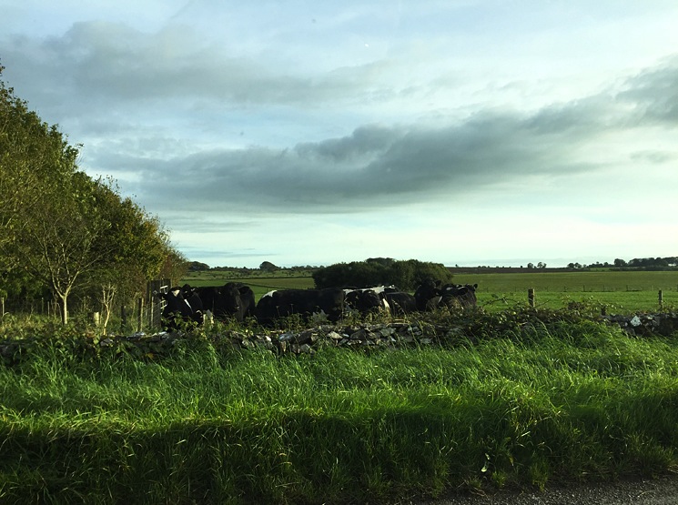 farm-cows