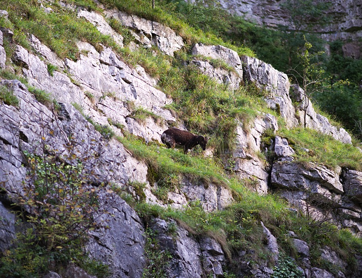 mountain-goat-cheddar