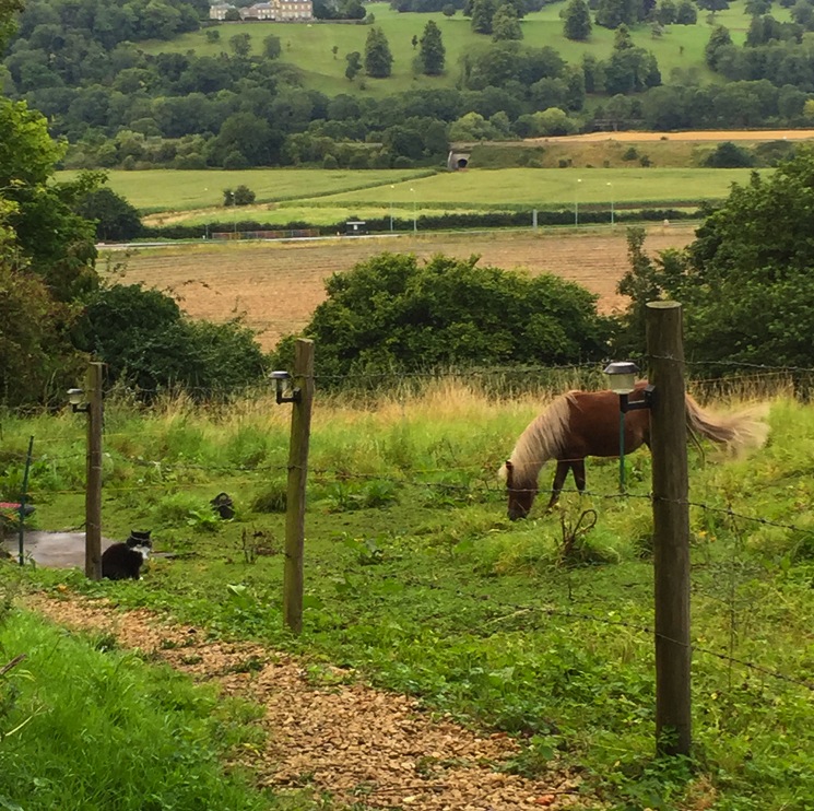 pony-cat-on-farm