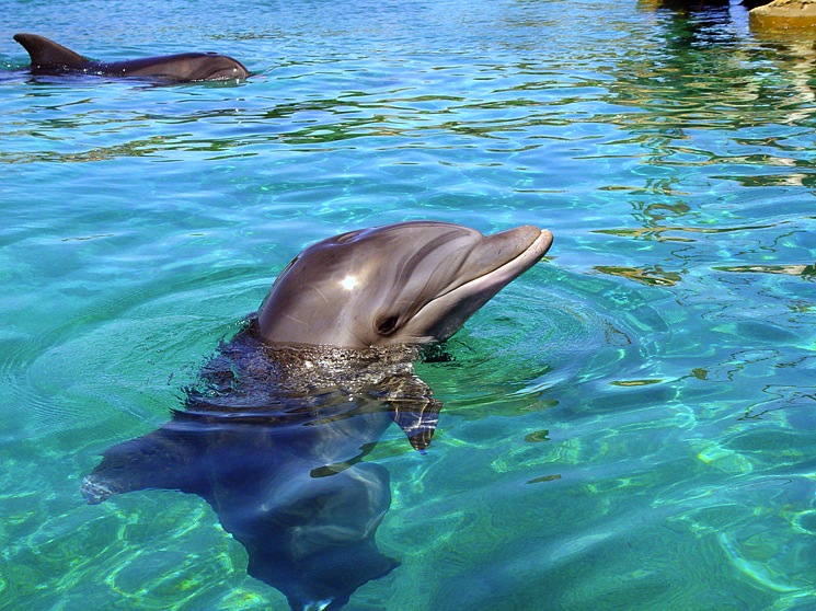 hawaii-dolphins