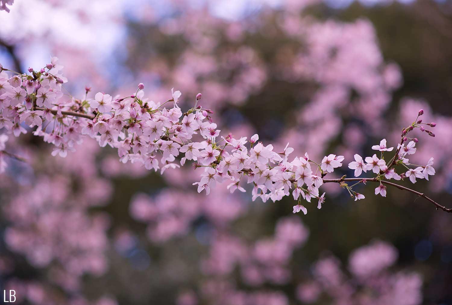 cherry blossom pink tree flowers