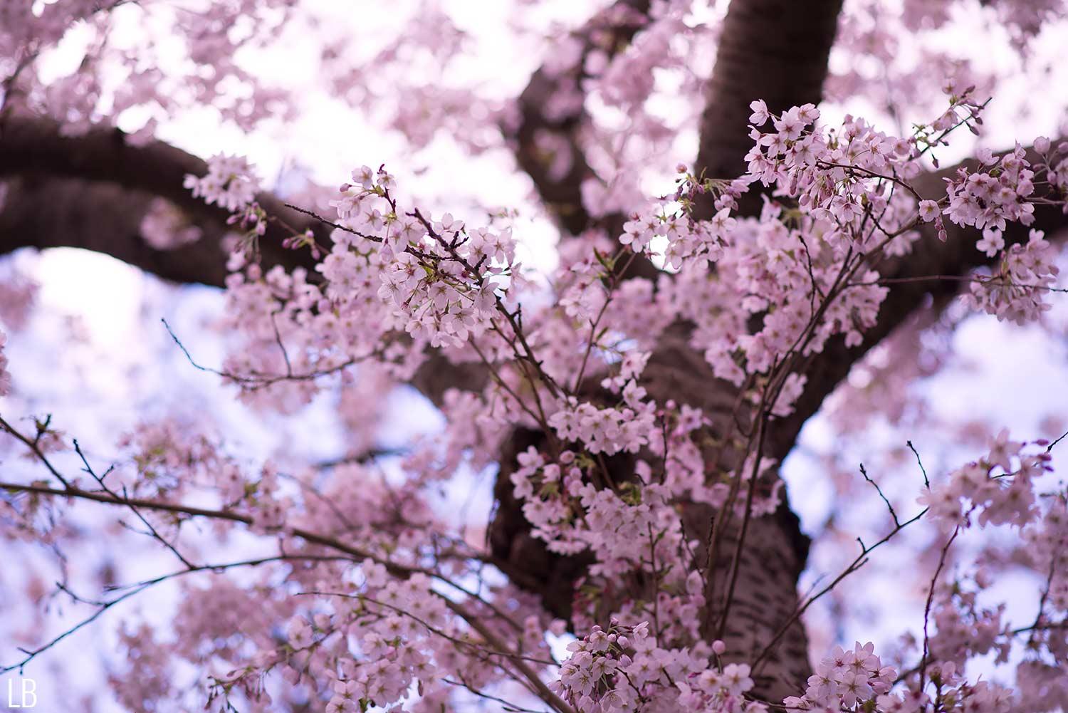 cherry blossom pink tree