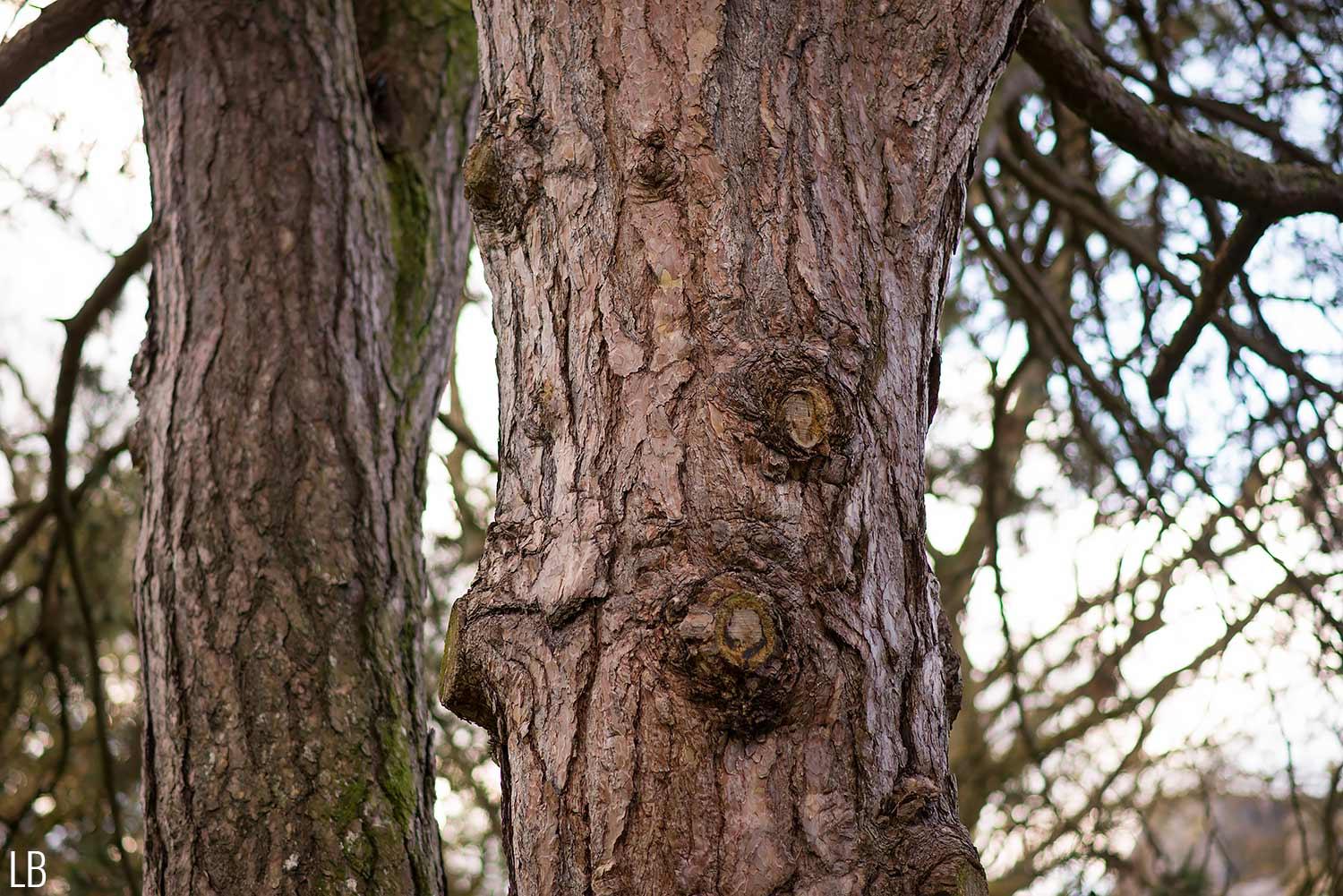 tree trunk pretty