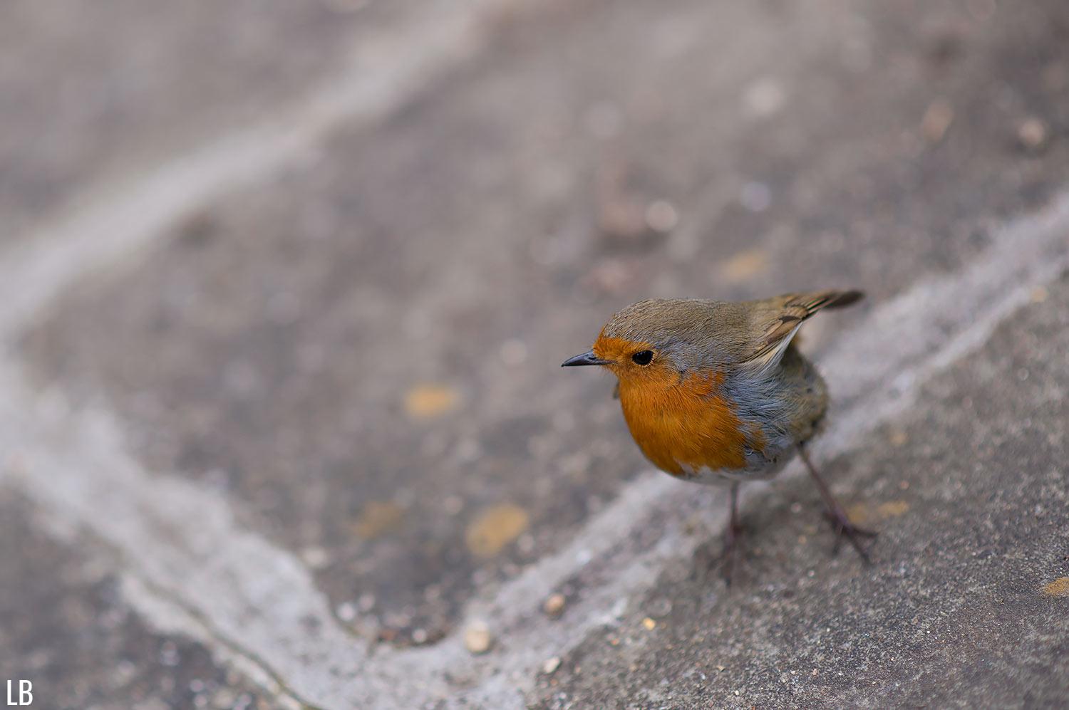 robin-bird