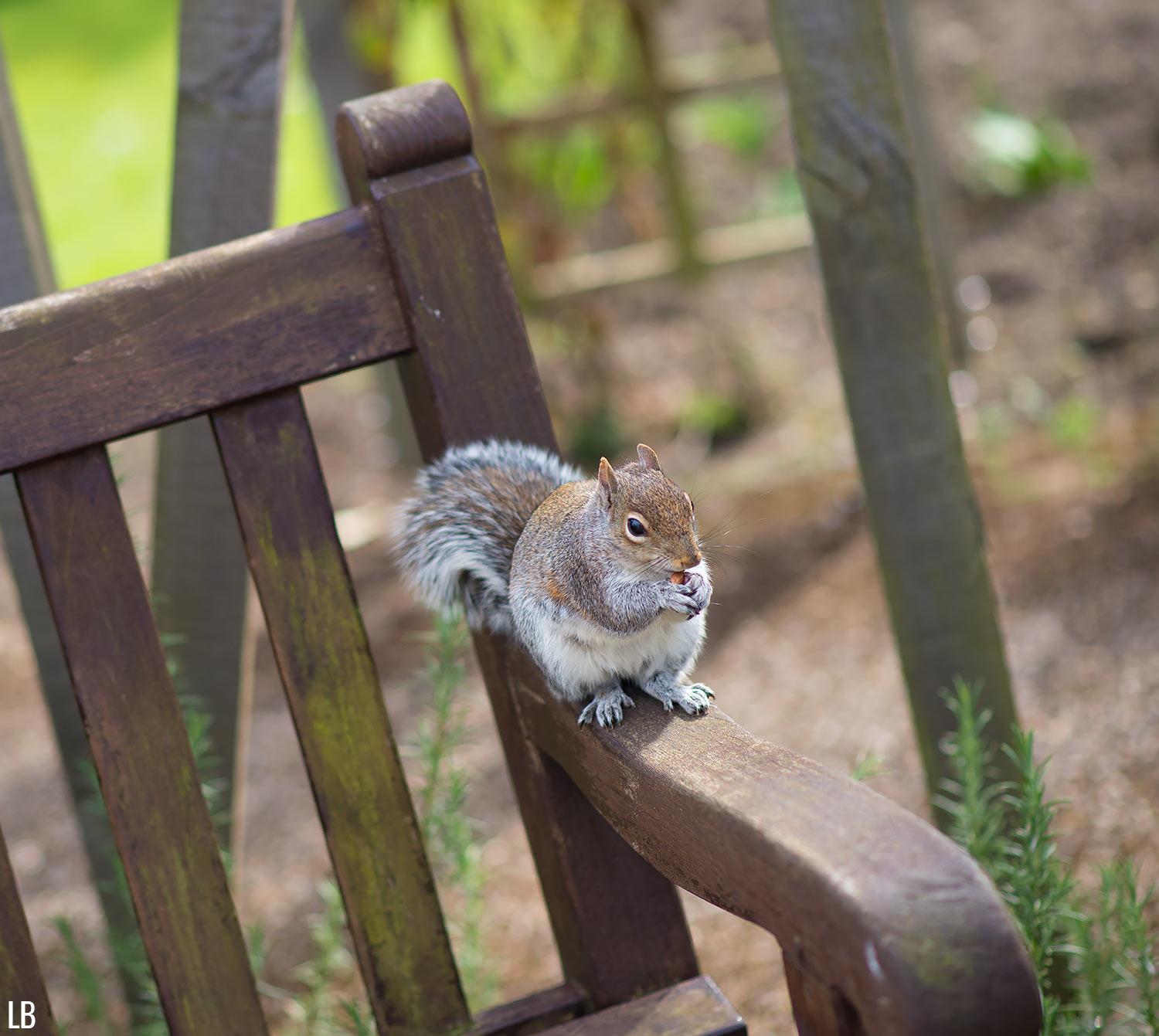 squirrel-eating-nut